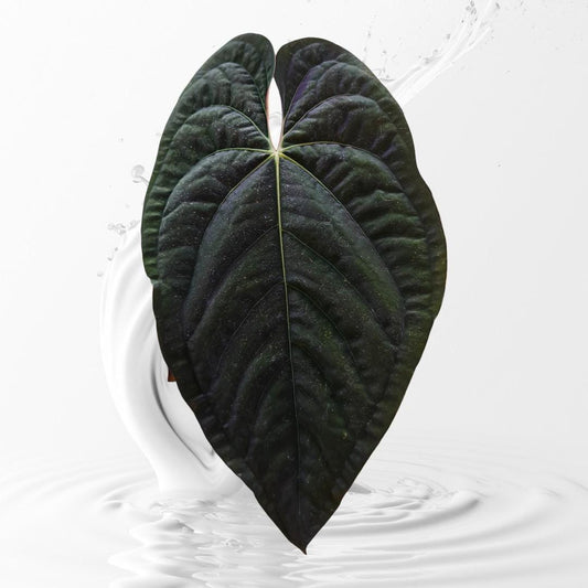 Anthurium Papi Swampbunny cloneX Self rooted seedlings. Rare plant Anthurium/ Aroid-US seller