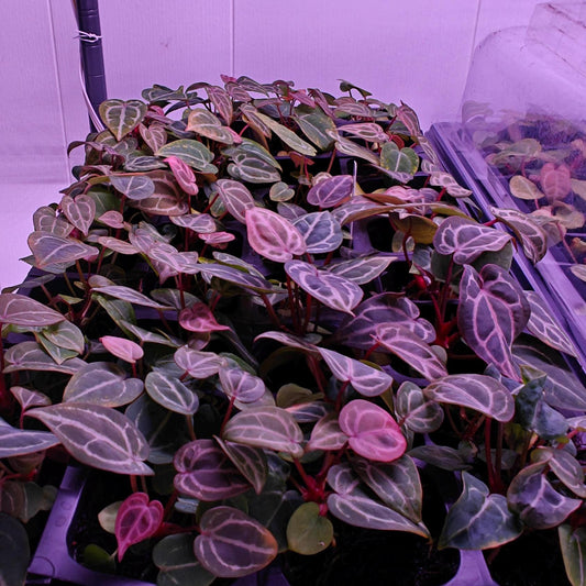 Anthurium Tezula selected Red crystal x self