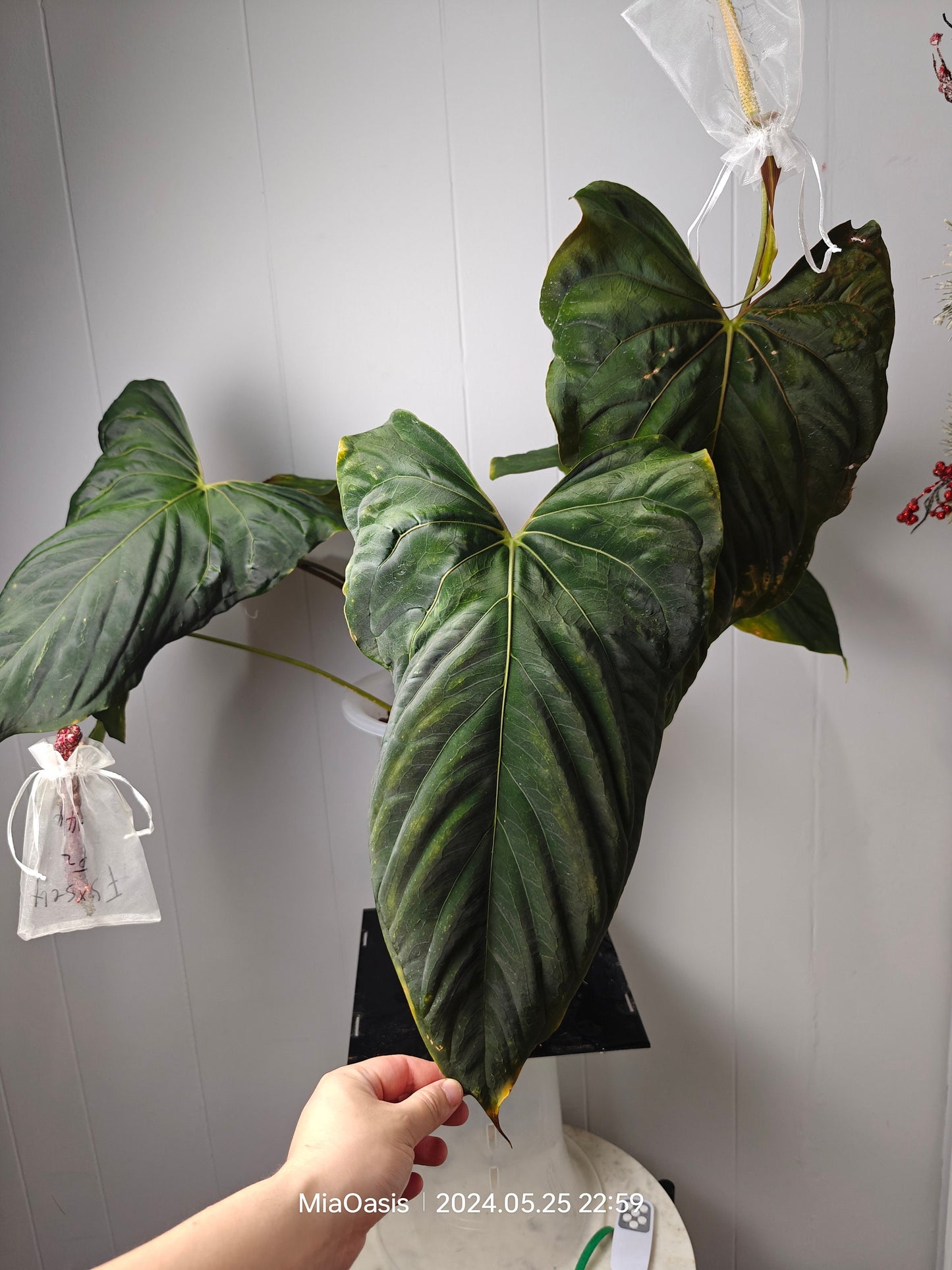 Anthurium Papi FS(Fort sherman)xself X Self rooted large seedlings. Rare plant Anthurium/ Aroid-US seller