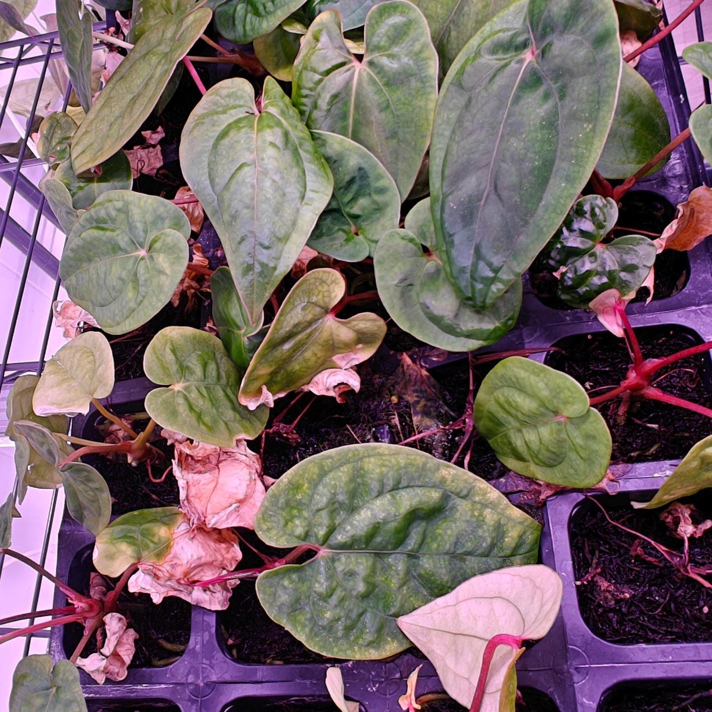 Anthurium Papi Swampbunny clone  X Self
