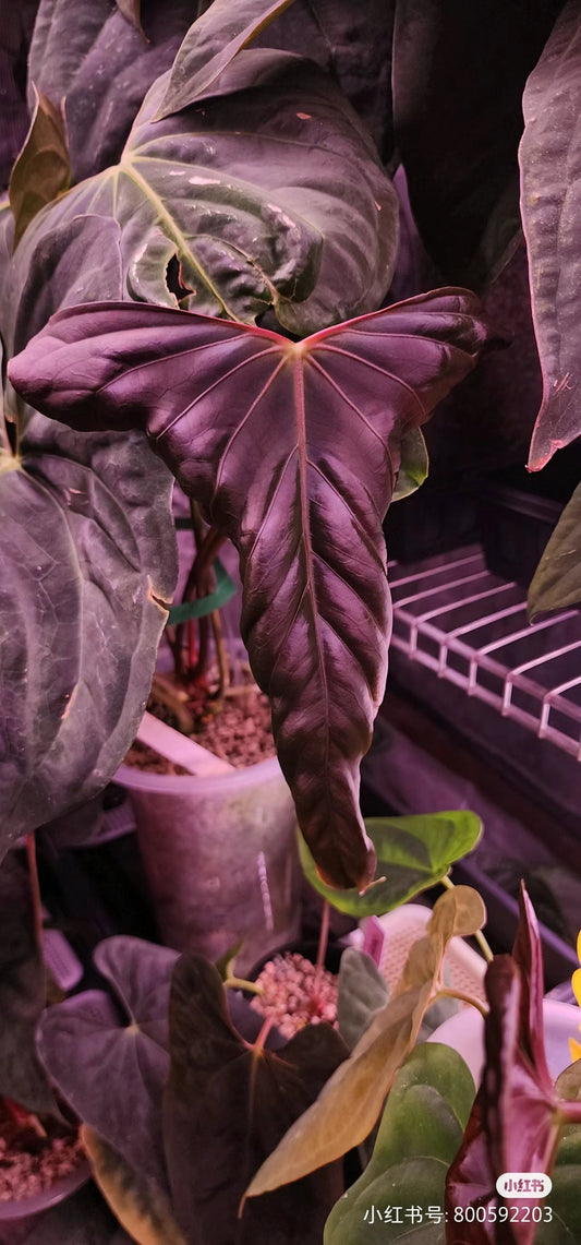 Anthurium Papi FS(Fort sherman)xself X Self rooted large seedlings. Rare plant Anthurium/ Aroid-US seller