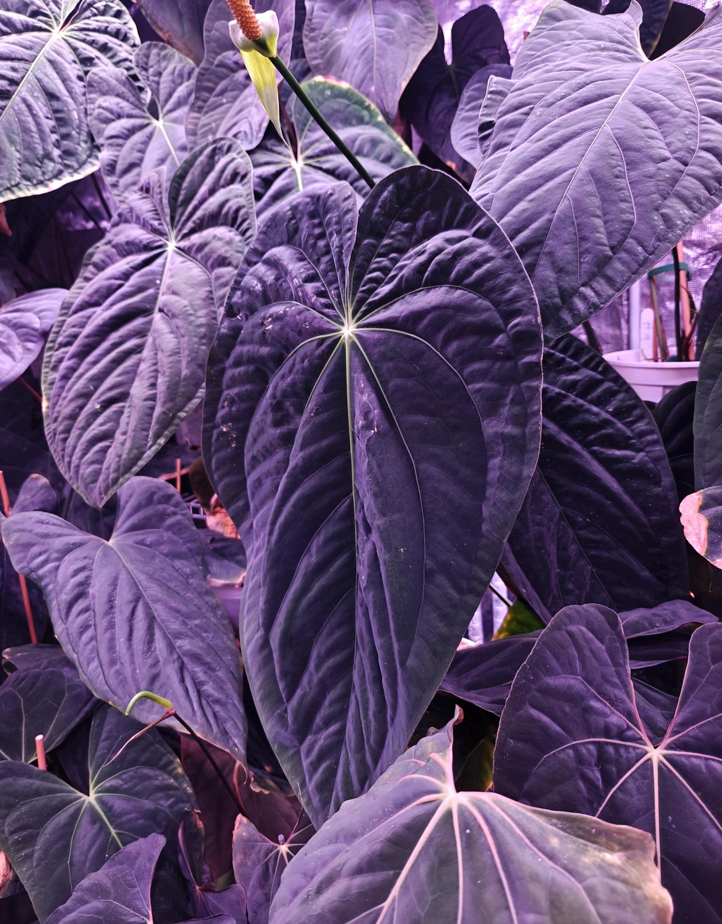 Anthurium Papi Ra 5 cloneX Self rooted seedlings. Rare plant Anthurium/ Aroid-US seller