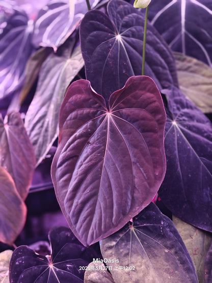 Anthurium Carla Black Clone x BVEP RA9 clone 1 leaf seedling---US seller