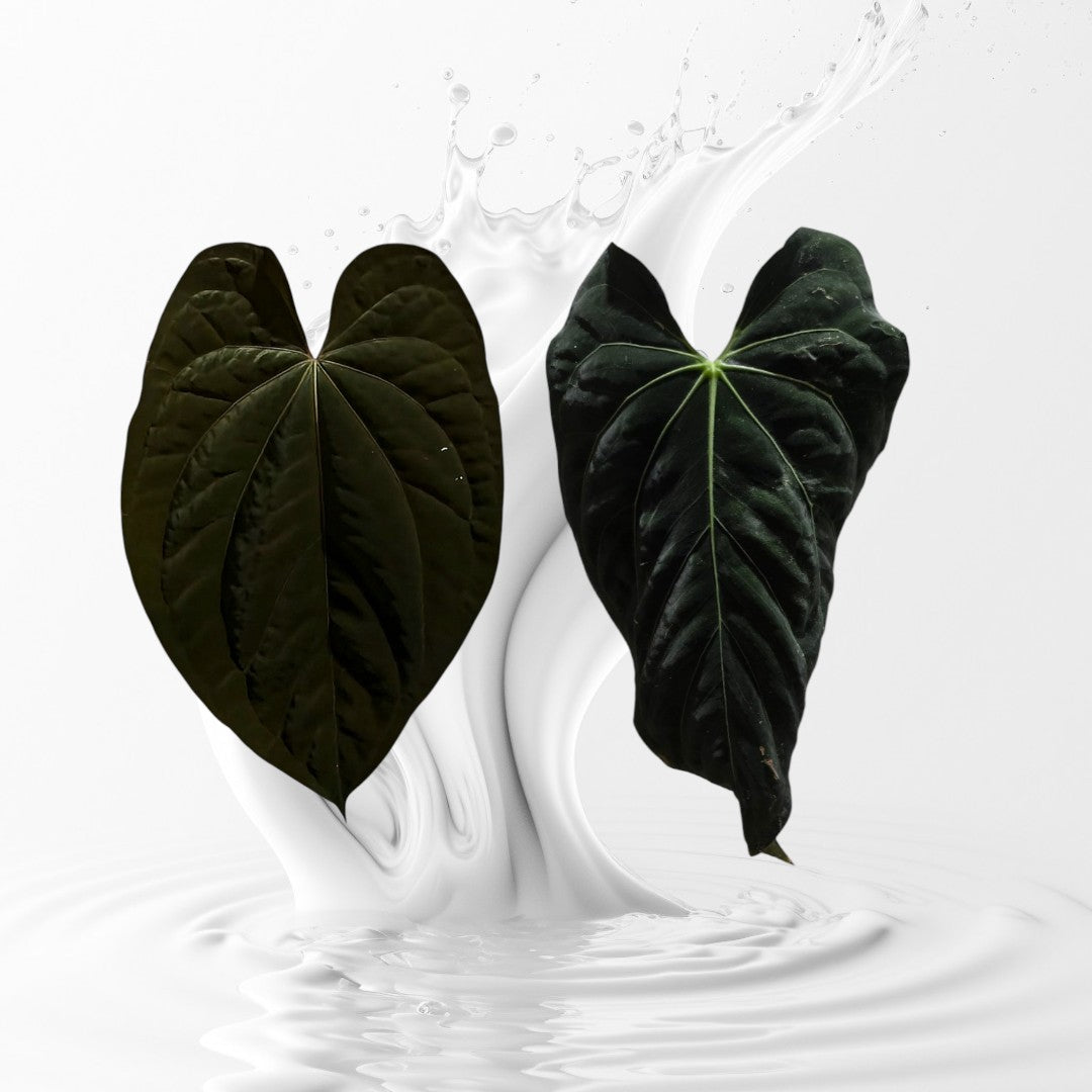 Anthurium  Dark Prism seedling X Papi x Carla Seedling