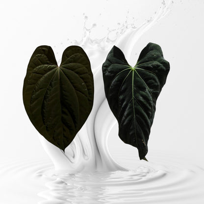 Anthurium  Dark Prism seedling X Papi x Carla Seedling