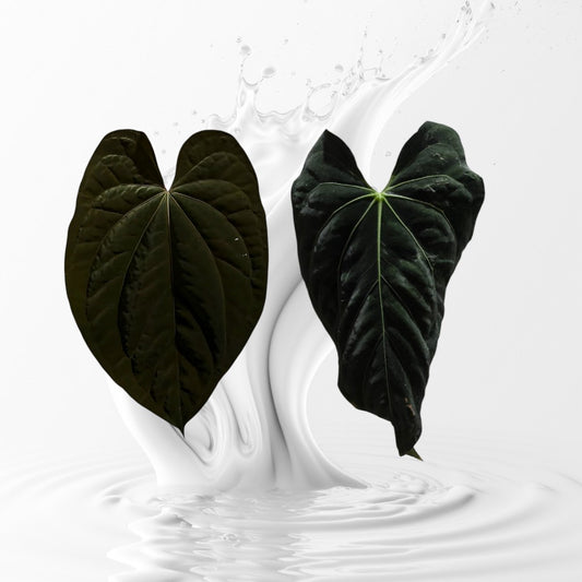 Anthurium  Dark Prism seedling X Papi x Carla Seedling