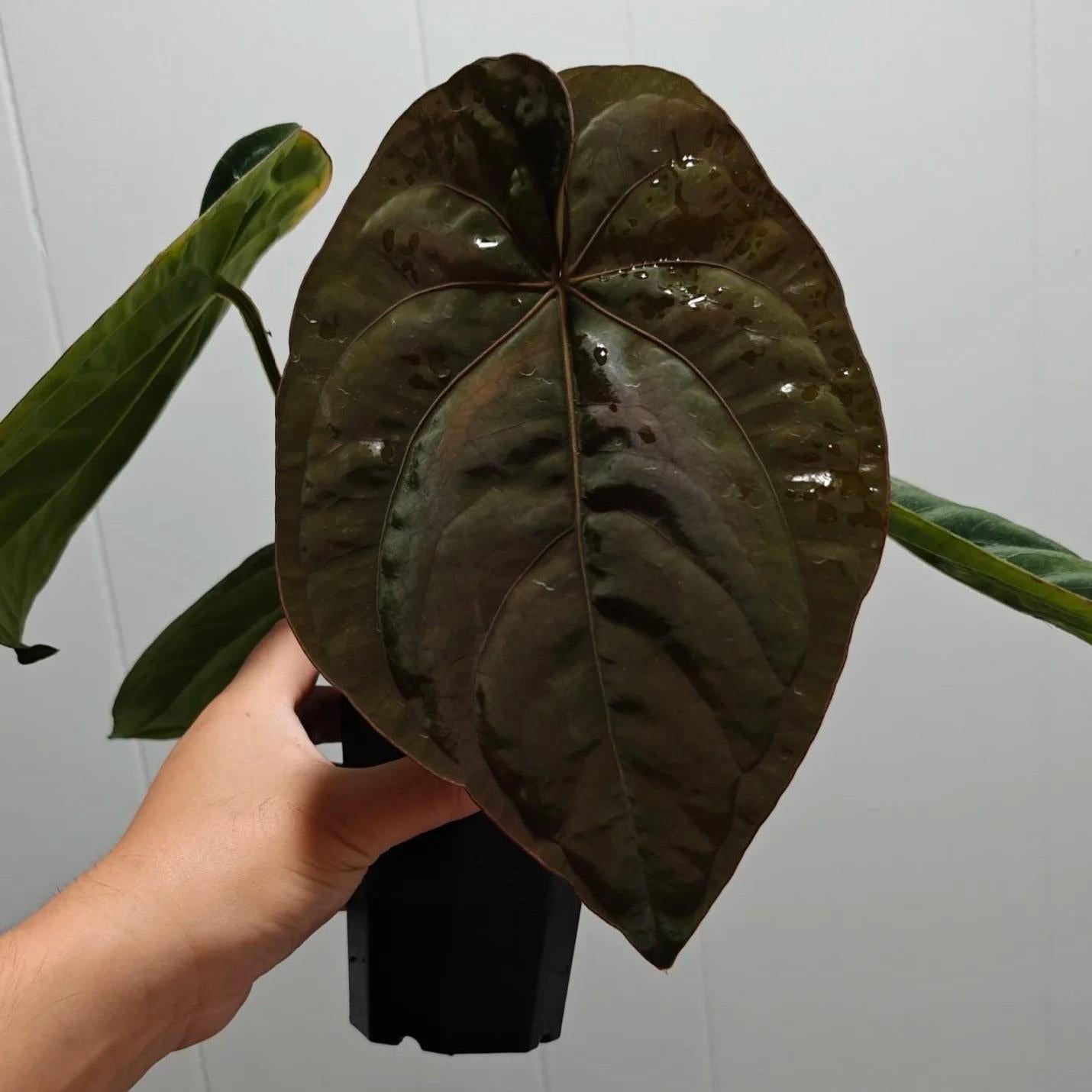 Anthurium dressleri RG #2 clone x RVDP clone