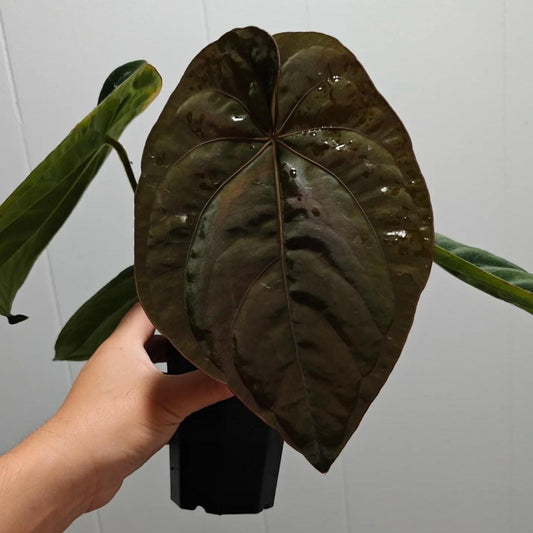 Anthurium dressleri RG #2 clone x RVDP clone