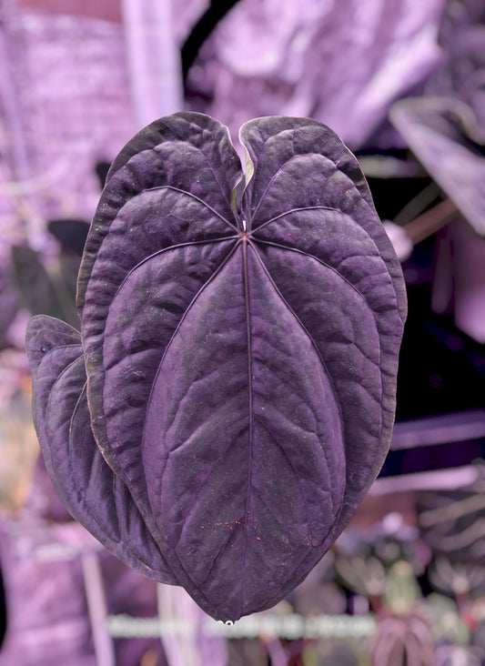 Anthurium PaPi (RLxFS) X Dressleri RG F2