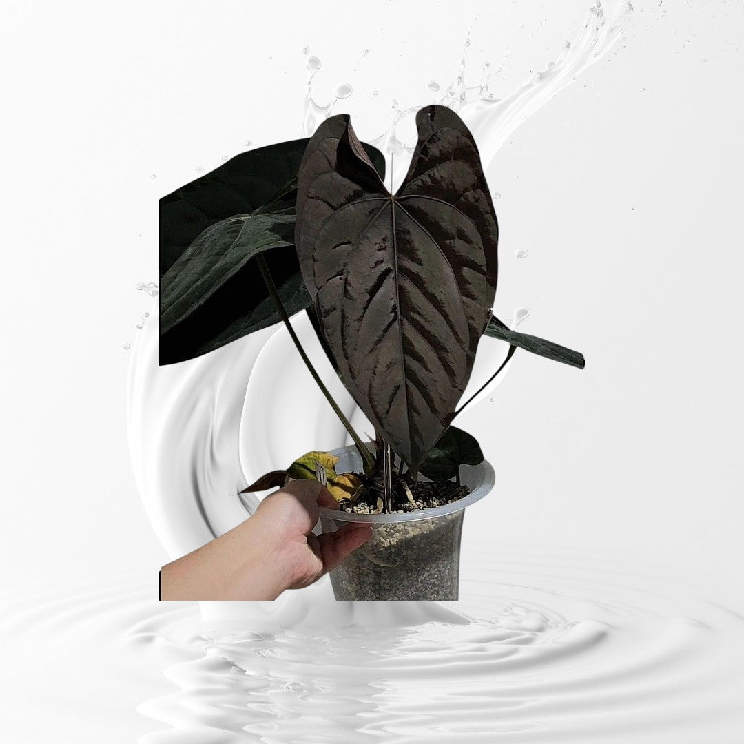Anthurium Panamama x (Papi RFLxfs X Dressleri RG F2) seedling