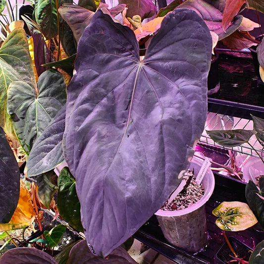 Anthurium Papi （RLxFS  X Dressleri RG）X self