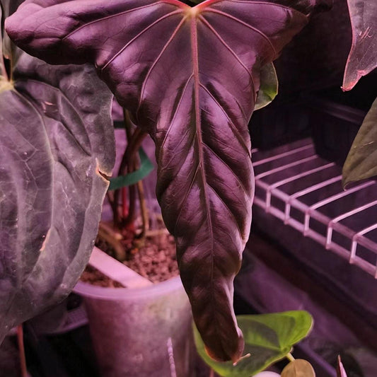 Anthurium Papi FS(Fort sherman)xself X Self