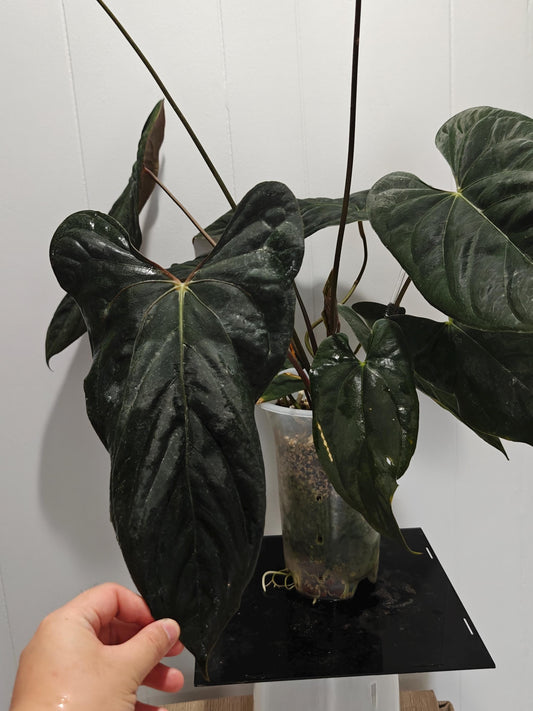 Anthurium PaPi (RLxFS) X Dressleri RG F2