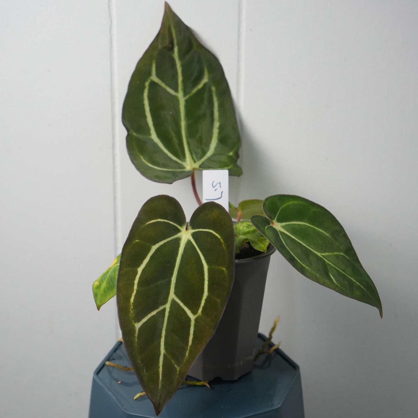 Anthurium Carla RA 10 clone x (Pre-numbered Carlaxself)