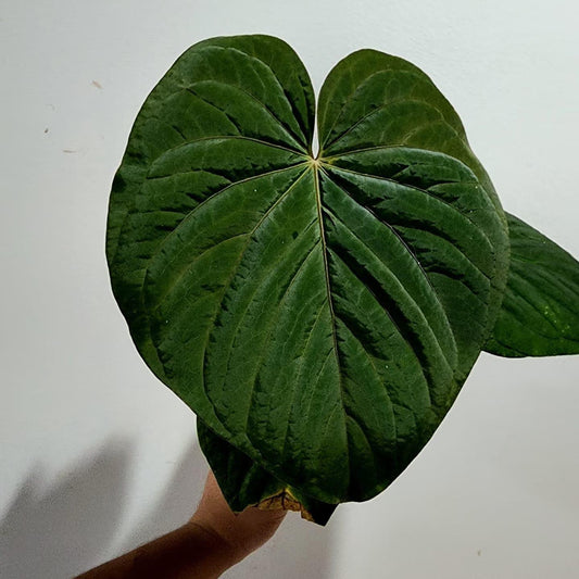 Anthurium kuna PM5 clone x Papi Swamp
