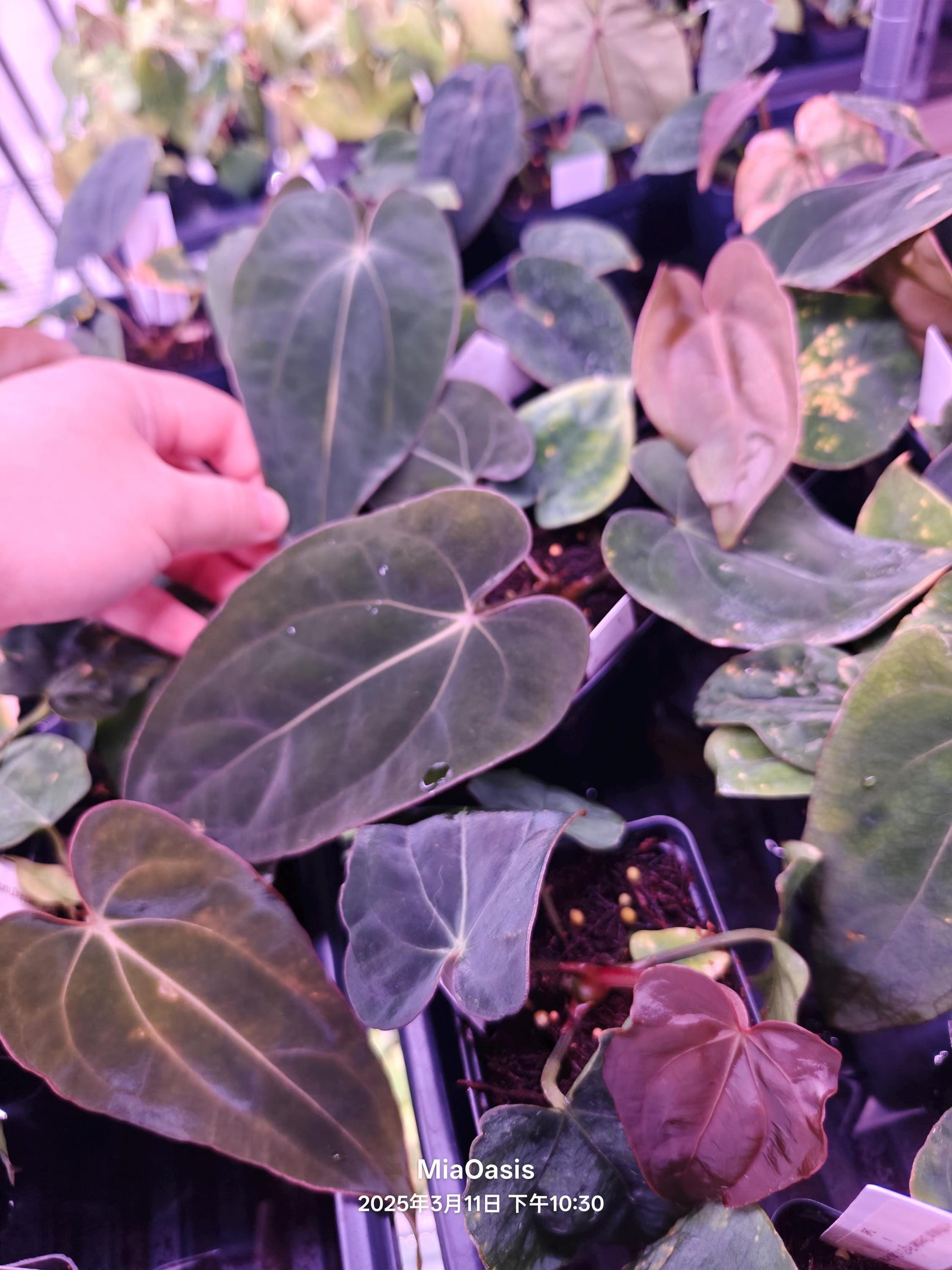 anthurium feuilles collantes Anthurium dressleri RG f2 x carlablackiae Amanda Xself seelding – MiaOasis