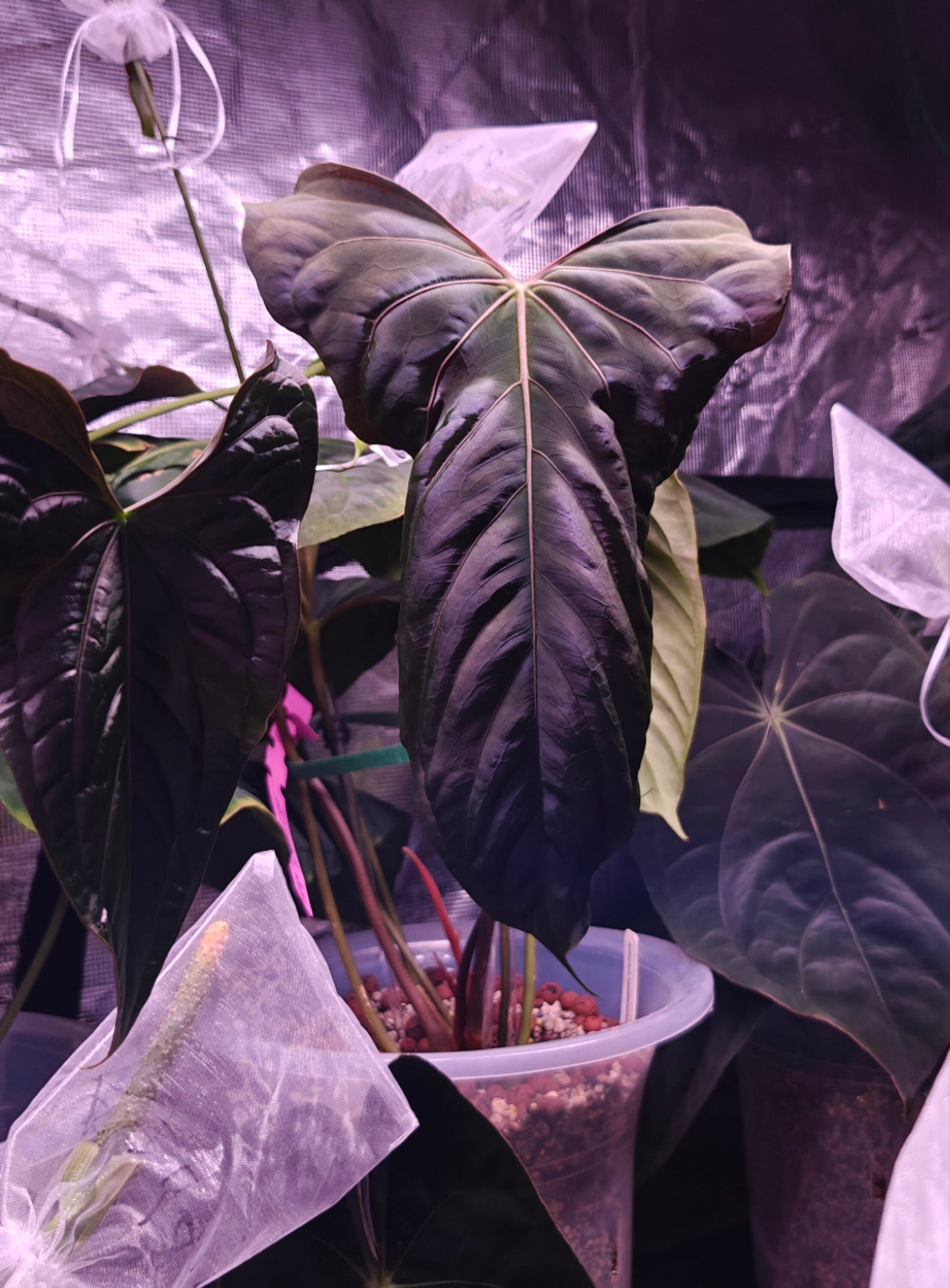 Anthurium Papi FS(Fort sherman)xself X Self rooted large seedlings. Rare plant Anthurium/ Aroid-US seller