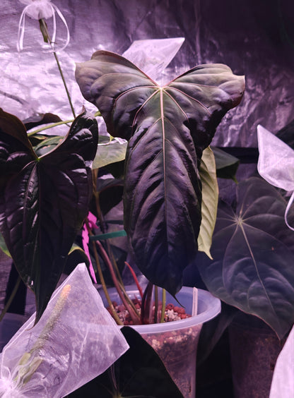 Anthurium Papi FS(Fort sherman)xself X Self rooted large seedlings. Rare plant Anthurium/ Aroid-US seller