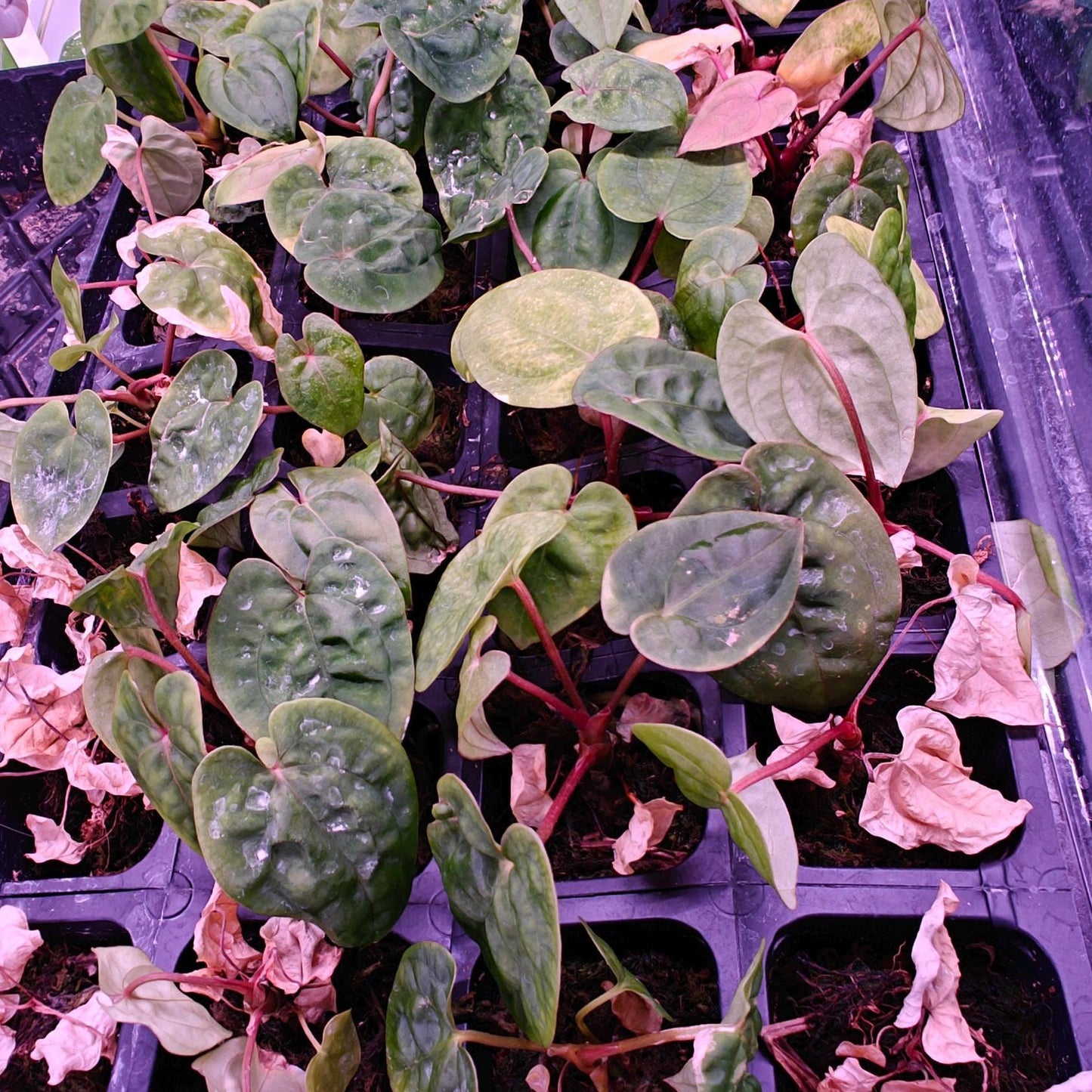 Anthurium Papi Swampbunny clone  X Self