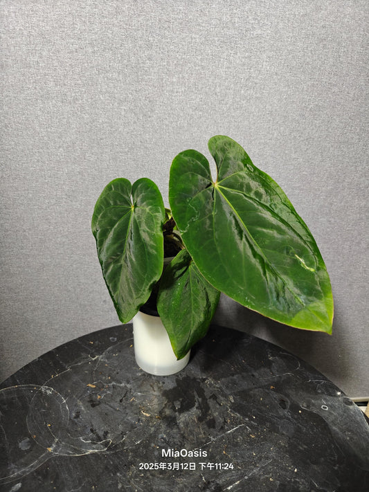 Anthurium Dressleri estern form---US seller