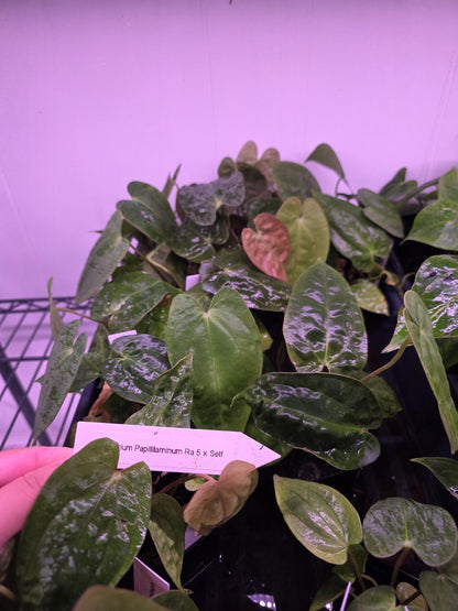 Anthurium Papi Ra 5 cloneX Self rooted seedlings. Rare plant Anthurium/ Aroid-US seller