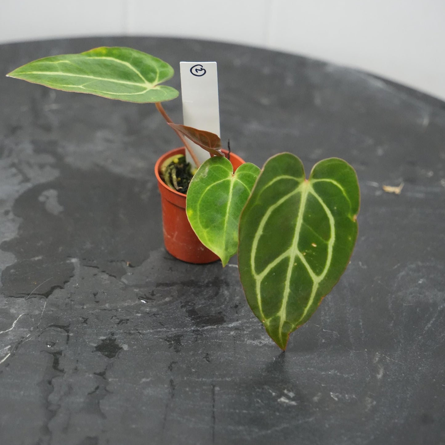 Anthurium Carla RA 10 clone x (Pre-numbered Carlaxself)