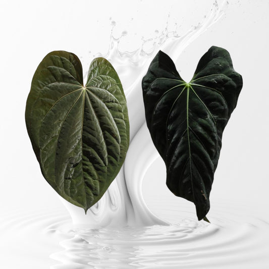 Anthurium kunaxpapi  x  Papixcarla seedling