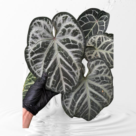 Anthurium Pink Wonderboy Clone
