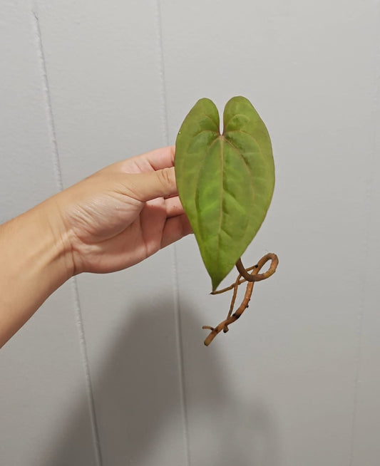 Anthurium Night Dragon Clone Prop