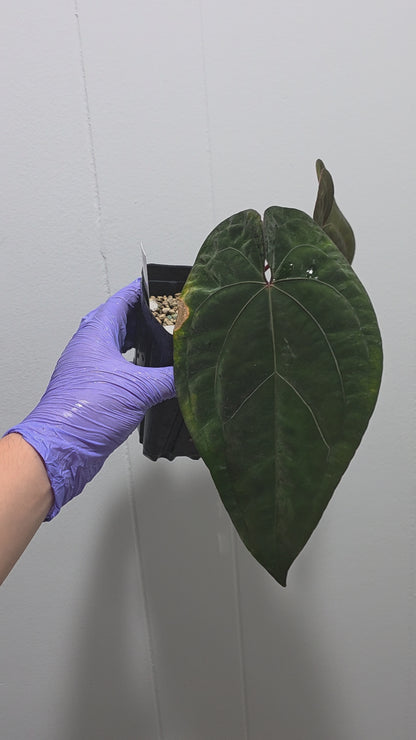 Anthurium Night Dragon Clone Prop