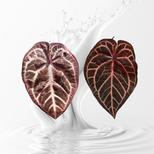 Anthurium Pink LemondaxRed crystal x Tezula seletecd Red Crystal  Seedling