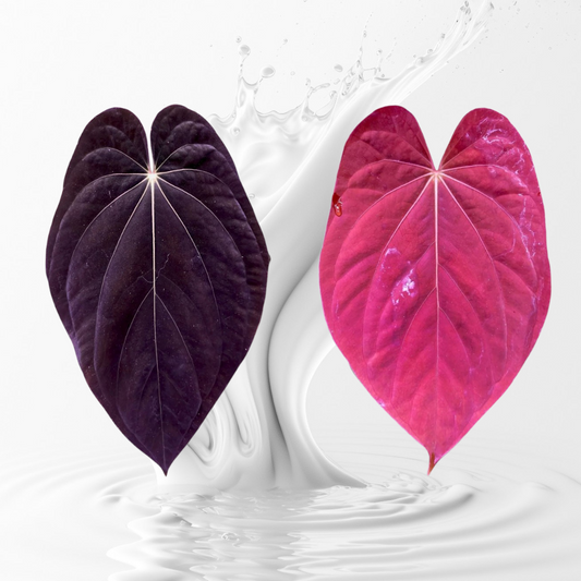 Anthurium Antolakii (BveP) RA 1 x OG 1 seedlingS