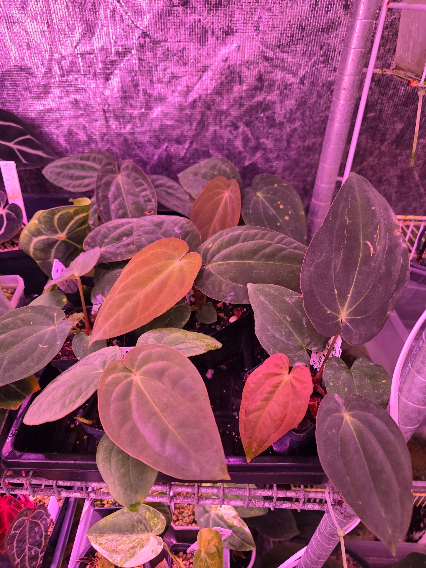 Anthurium Antolakii (BveP) RA 1 x OG 1 Holdback seedlingS