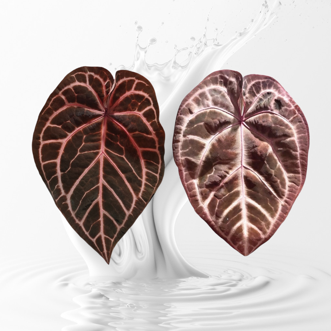 Anthurium Tezula seletec Red Crystal x Pink LemondaxRed crystal Seedling