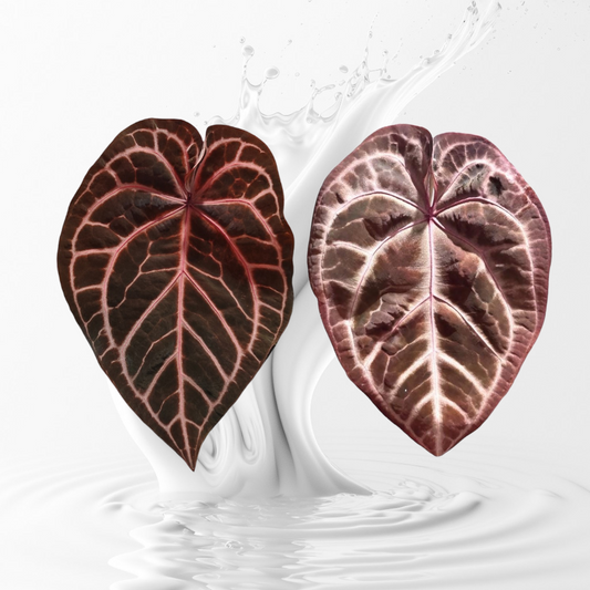 Anthurium Tezula seletec Red Crystal x Pink LemondaxRed crystal Seedling