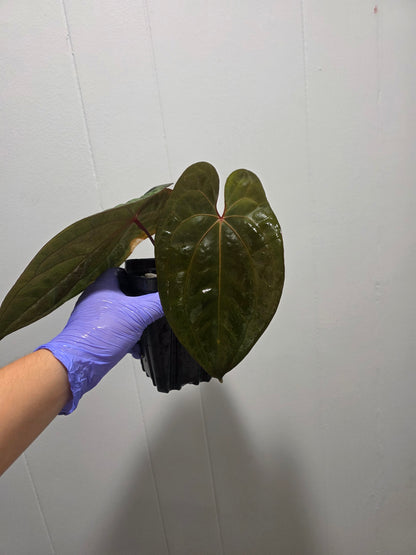Anthurium Night Dragon Clone Prop