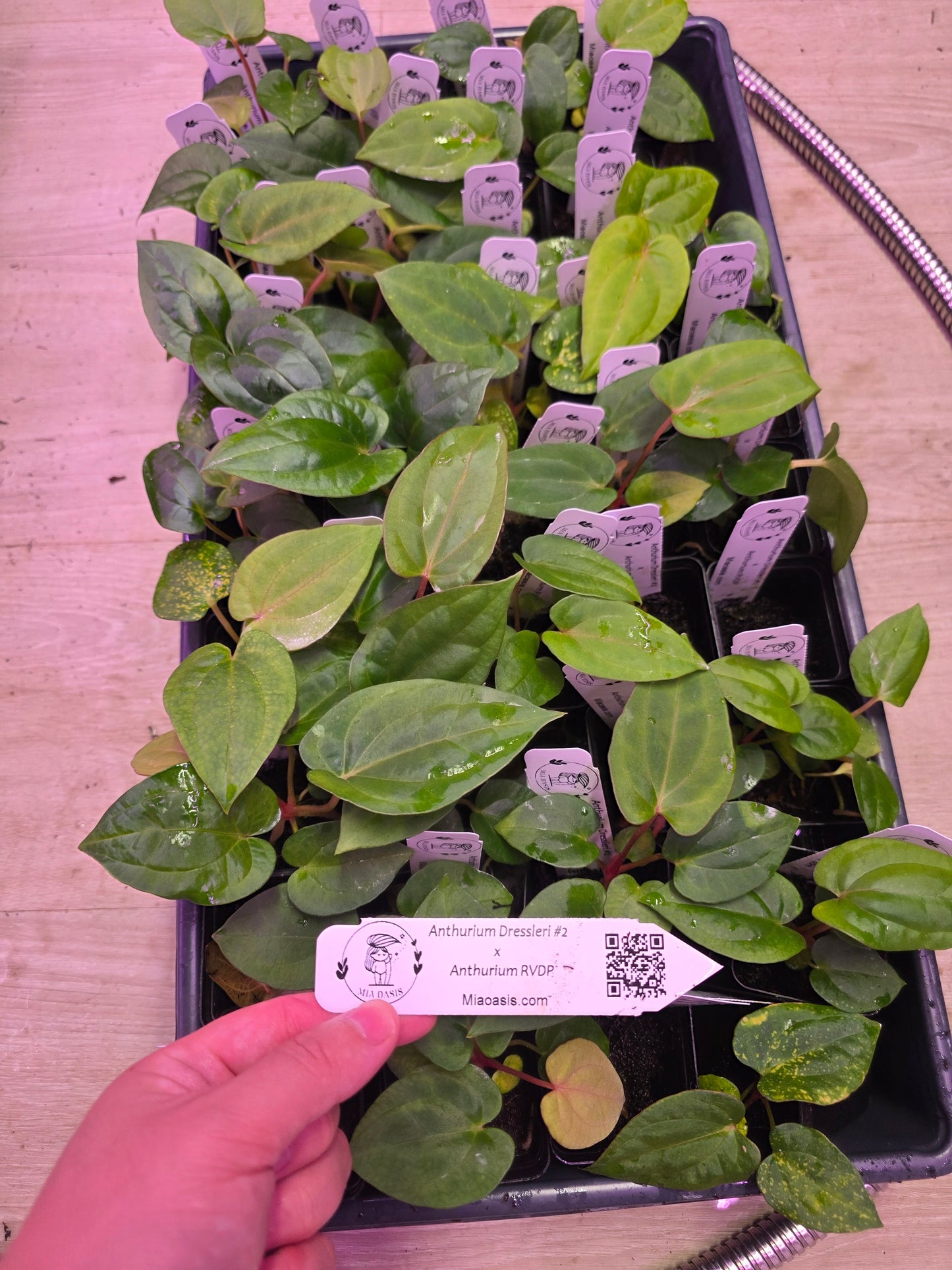 Anthurium dressleri RG #2 clone x RVDP clone seedlings