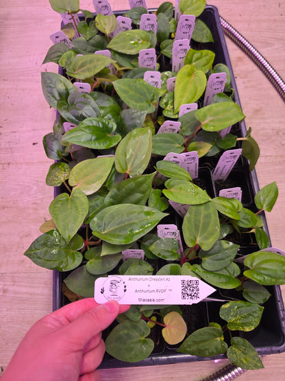 Anthurium dressleri RG #2 clone x RVDP clone seedlings