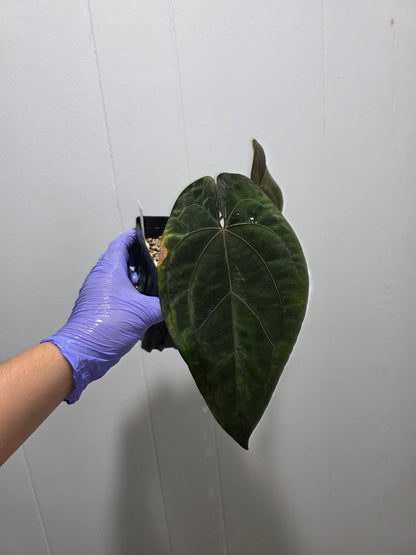 Anthurium Night Dragon Clone Prop