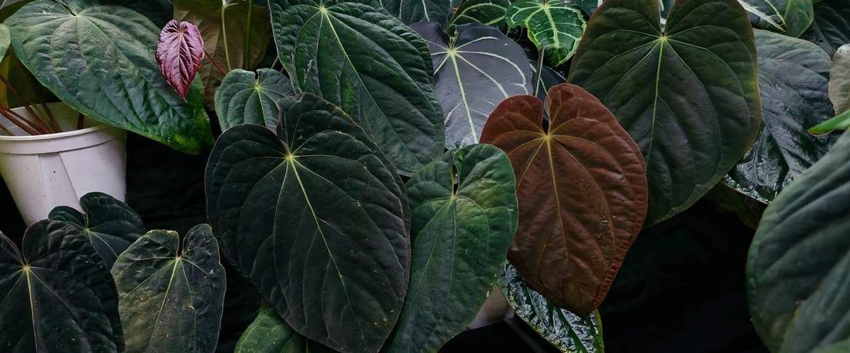 Dark velvety anthurium leaves in the Miaoasis greenhouse