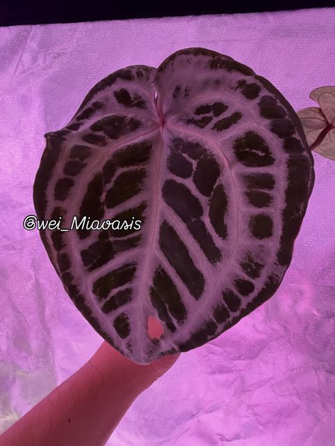 Instagram post 6 by @wei_miaoasis